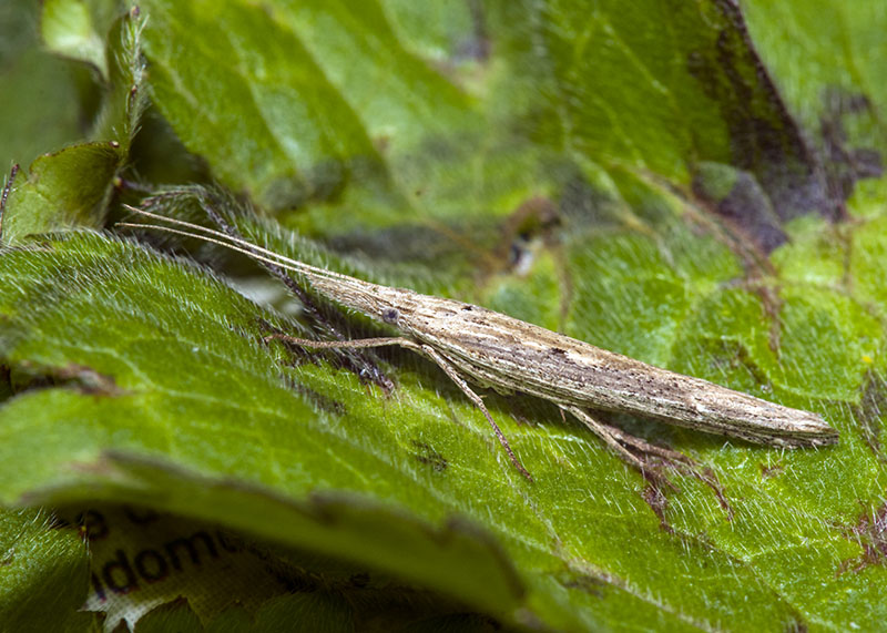 Ypsolopha mucronella - Ypsolophidae